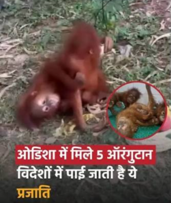 Five Orangutans Found in Odisha, Officials Investigate How They Came Into Human Contact